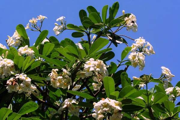 Variedade Organismos Vegetais Ilha Bali Natureza Indonésia — Fotografia de Stock