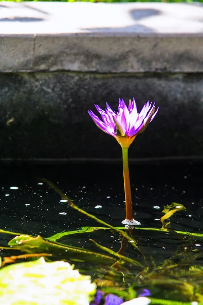 Çeşitli Bitki Organizmalar Bali Adası Endonezya Doğası Lotus Çiçeği Otelin — Stok fotoğraf