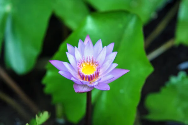 Variety Plant Organisms Island Bali Nature Indonesia Lotus Flower Garden — Stock Photo, Image