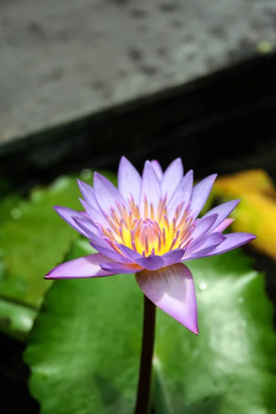 Variedade Organismos Vegetais Ilha Bali Natureza Indonésia Flor Lótus Piscina — Fotografia de Stock