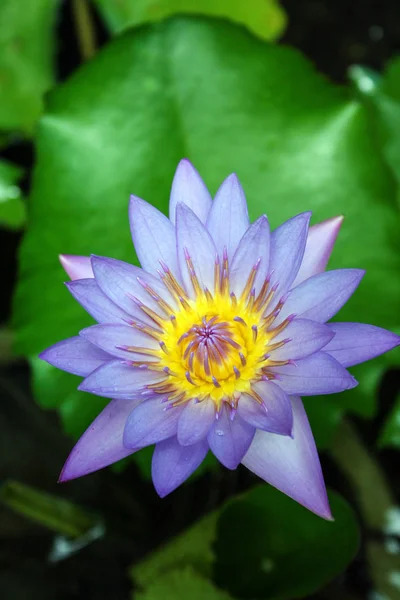 Variety Plant Organisms Island Bali Nature Indonesia Lotus Flower Garden — Stock Photo, Image