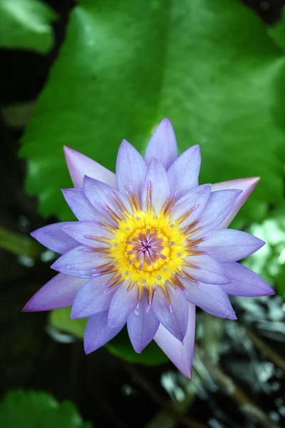Çeşitli Bitki Organizmalar Bali Adası Endonezya Doğası Lotus Çiçeği Otelin — Stok fotoğraf