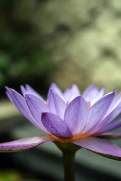 Variety Plant Organisms Island Bali Nature Indonesia Lotus Flower Garden — Stock Photo, Image