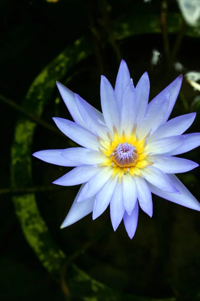 Variety Plant Organisms Island Bali Nature Indonesia Lotus Flower Garden — Stock Photo, Image