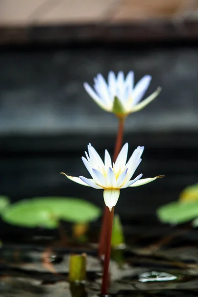 Variety Plant Organisms Island Bali Nature Indonesia Lotus Flower Garden — Stock Photo, Image