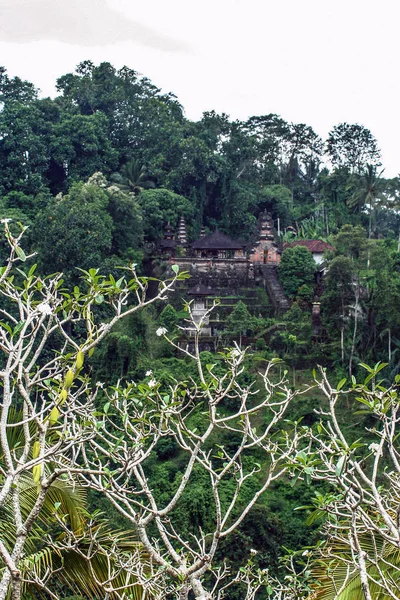 Casas Bosque Verde Bali Naturaleza Indonesia Paisaje Indonesia —  Fotos de Stock