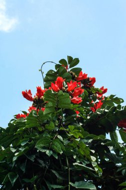 Çeşitli bitki organizmalar Bali Adası. Doğa Endonezya.