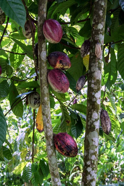 Variedade Organismos Vegetais Ilha Bali Natureza Indonésia — Fotografia de Stock