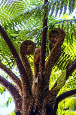 Çeşitli bitki organizmalar Bali Adası. Doğa Endonezya.