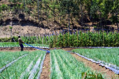 Sahada bir adam. Bali bitkilerin ekimi. Manzara Endonezya.