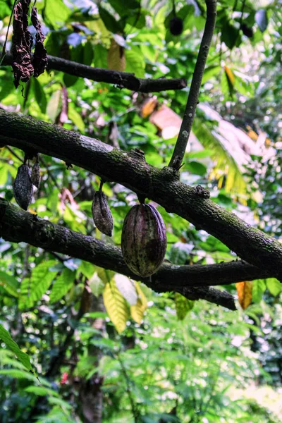 Variedade Organismos Vegetais Ilha Bali Natureza Indonésia — Fotografia de Stock