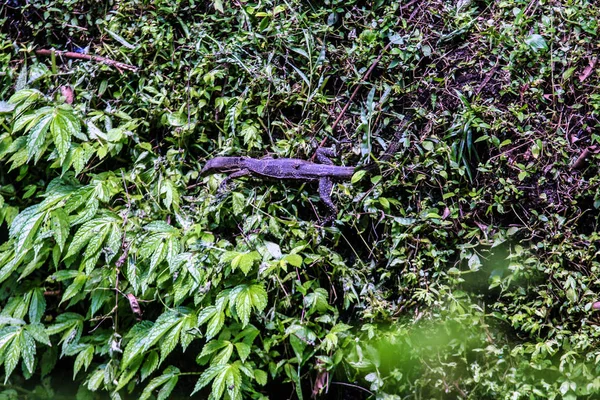 Çeşitli bitki organizmalar Bali Adası. Doğa Endonezya.