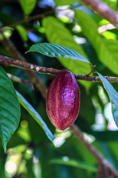 Variedade Organismos Vegetais Ilha Bali Natureza Indonésia — Fotografia de Stock