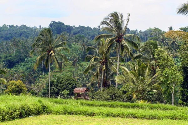 Rozmanitost Rostlinných Organismů Ostrově Bali Příroda Indonésie — Stock fotografie