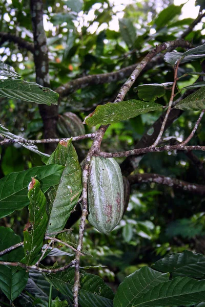 バリ島で植物生物の様々 インドネシアの自然 — ストック写真