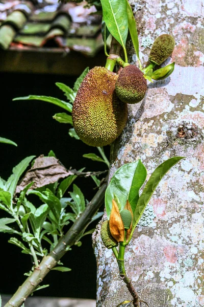 Variedade Organismos Vegetais Ilha Bali Natureza Indonésia — Fotografia de Stock