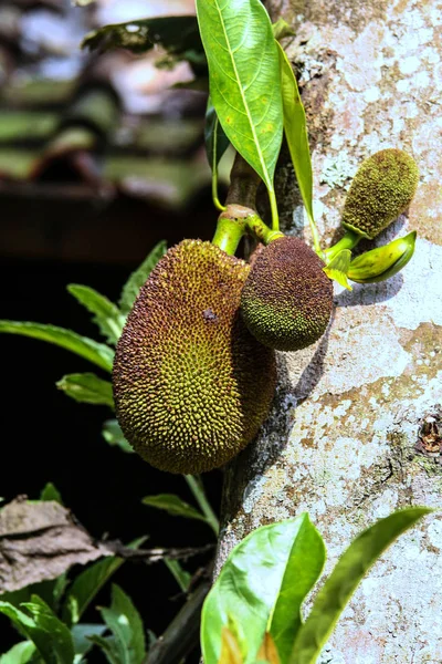 Variedade Organismos Vegetais Ilha Bali Natureza Indonésia — Fotografia de Stock