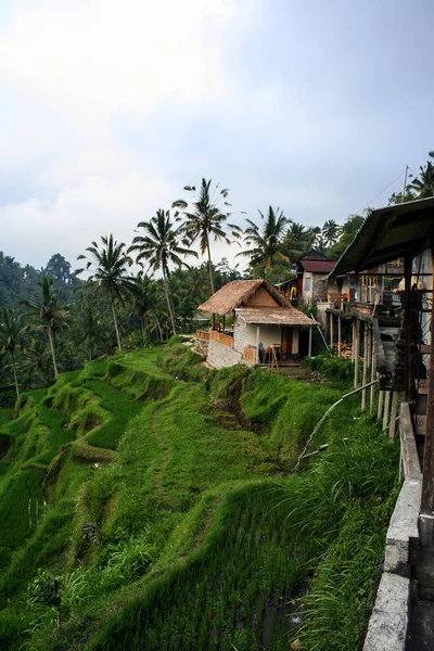Házak Zöld Erdőben Bali Természet Indonézia Táj Indonézia — Stock Fotó