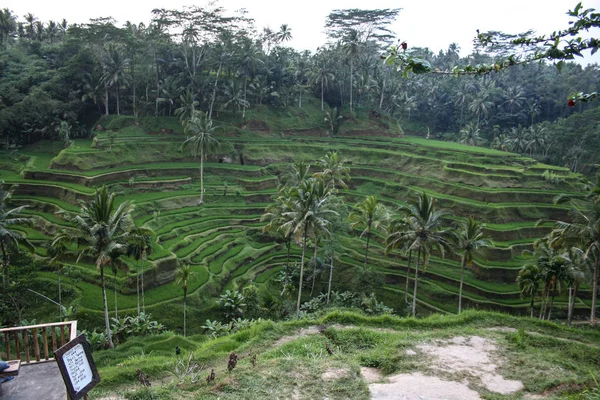 Rozmanitost Rostlinných Organismů Ostrově Bali Příroda Indonésie — Stock fotografie