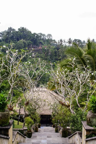 Variété Organismes Végétaux Sur Île Bali Nature Indonésie — Photo