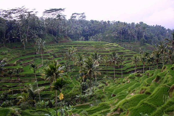 Rozmanitost Rostlinných Organismů Ostrově Bali Příroda Indonésie — Stock fotografie