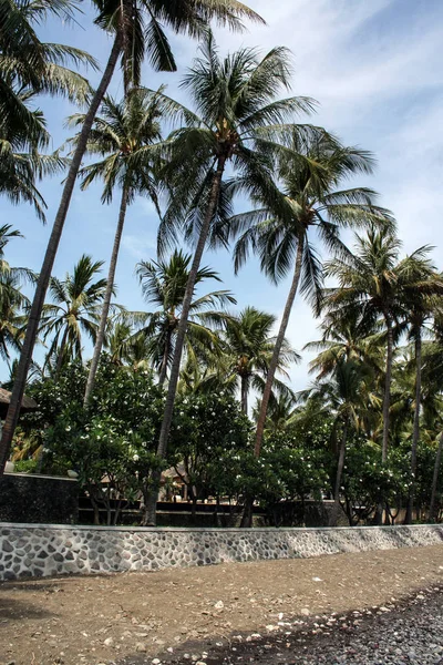 Erilaisia Kasviorganismeja Balin Saarella Indonesian Luonne — kuvapankkivalokuva