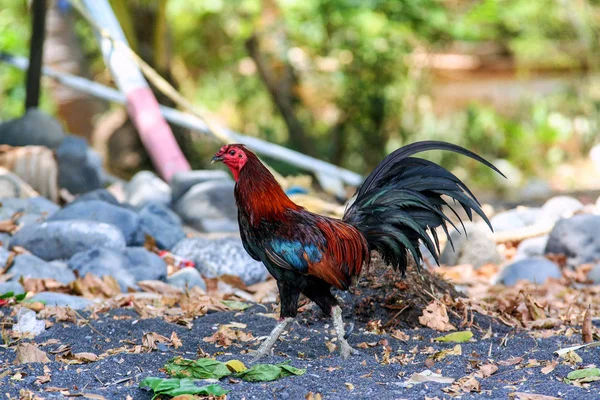 Köyün tarafından Bali üzerinde yürüyen bir genç horoz. Endonezya'nın hayvanlar. Bali doğası.