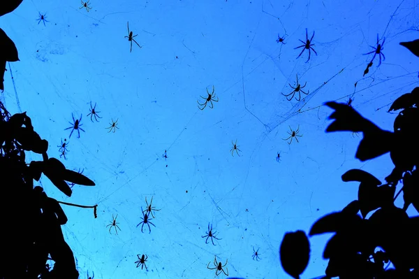 Araignées Sur Fond Ciel Nocturne Famille Des Araignées — Photo