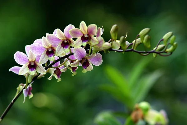 Variety of plant organisms on the island of Bali. Nature of Indonesia. Orchid flowers in the garden.