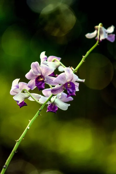 Різноманітних Організмів Заводу Острові Балі Природа Індонезії Orchid Квіти Саду — стокове фото