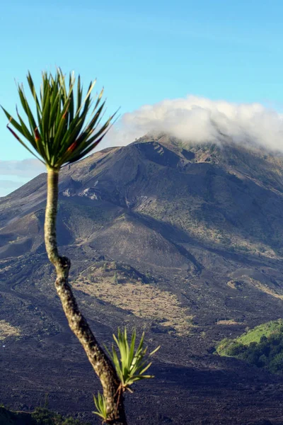 Palm Och Andra Träd Molniga Himmel Och Berg Bakgrund Naturen — Stockfoto