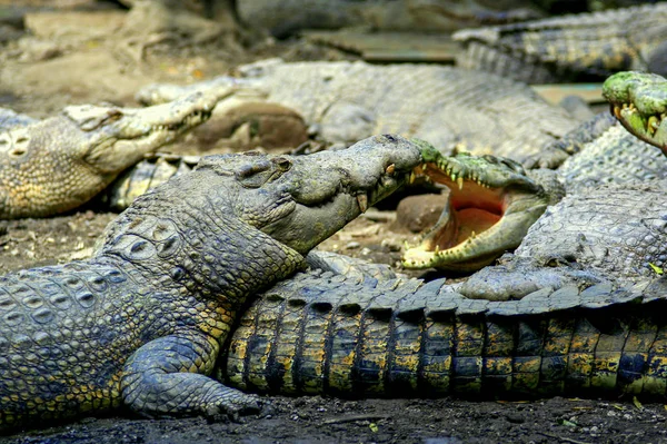 Crocodiles Sur Ferme Ubud Animaux Indonésie — Photo