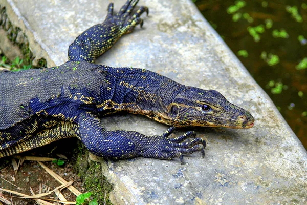 Lucertola Sullo Stagno Ubud Animali Dell Indonesia — Foto Stock