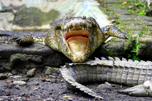 Crocodiles Sur Ferme Ubud Animaux Indonésie — Photo