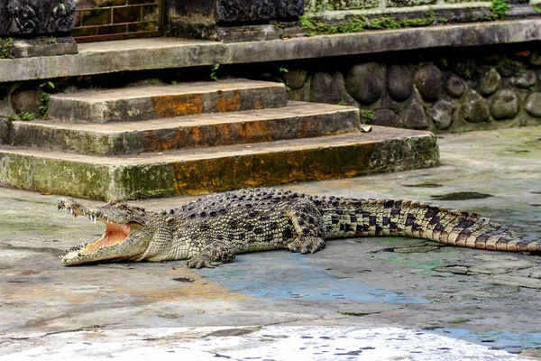 Crocodiles Sur Ferme Ubud Animaux Indonésie — Photo