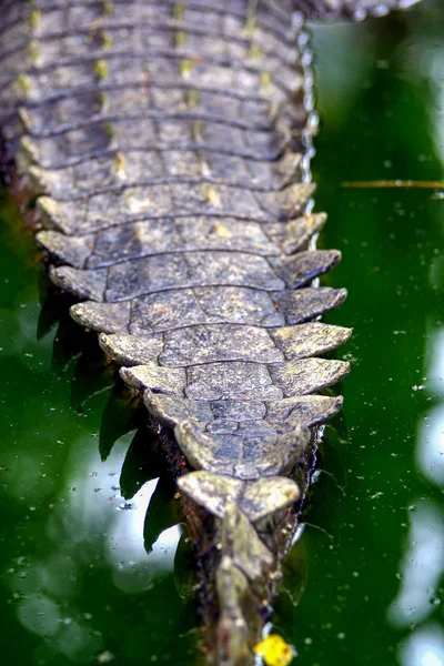 Krokodýli Farmě Ubudu Zvířata Indonésie — Stock fotografie