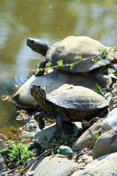 Черепахи Камне Берегу Пруда Загорающие Животные — стоковое фото