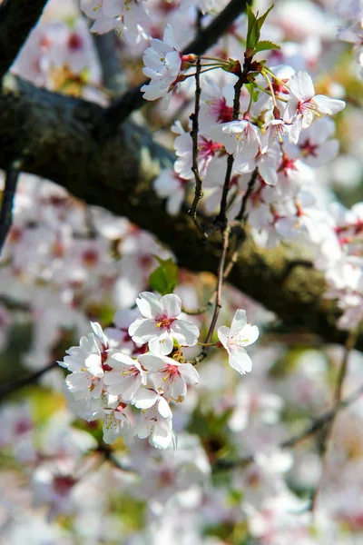 ブダペストのリンゴ園 木に白い花が咲く — ストック写真