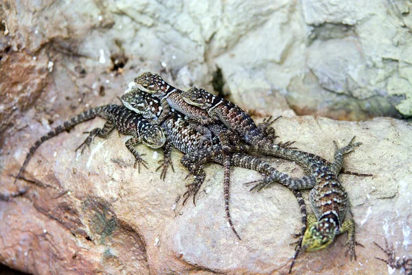 Group Lizards Rock Sunbathing Animals — Stock Photo, Image