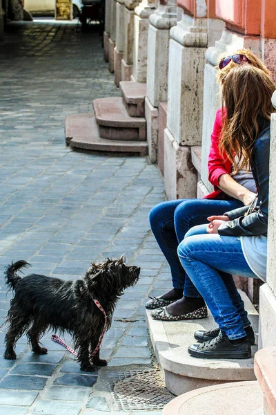 Budapeşte Macaristan 2014 Genç Bir Kız Bir Köpek Budapest Street — Stok fotoğraf