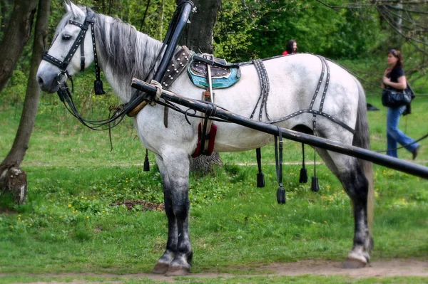 2009 Zelenograd Rússia Cavalo Branco Parque — Fotografia de Stock