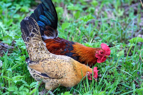 Domestic animals of Russia. Domestic birds on the grass.