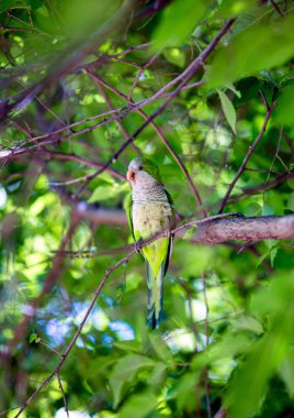 Yeşil yaprakları arka plan dalda papağan.
