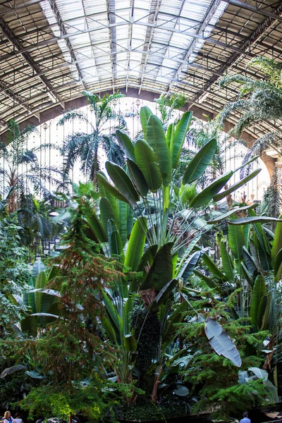 2017.05.31, Madrid, İspanya. Orangery Madrid palmiye ağaçları ile. Botanik Bahçesi.