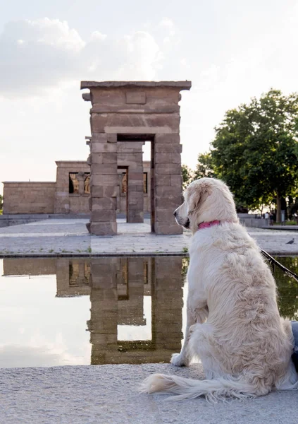 2017 Madrid Spanje Een Hond Achtergrond Van Huidige Tempel Van — Stockfoto