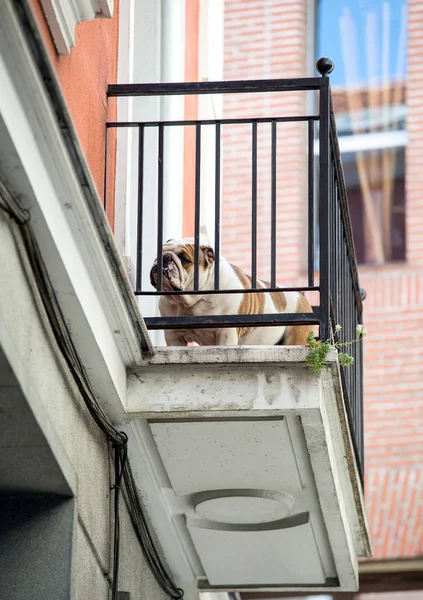 Cute dog on the balcony. Animals in the city. Cute animals close up.