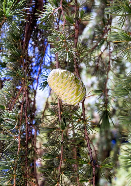 cone on a coniferous tree. Floral world of Spain.
