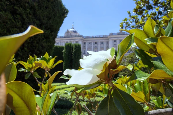 Flor Magnolia Cerca Plantas Ciudad Naturaleza España Floreciente Jardín Madrid — Foto de Stock