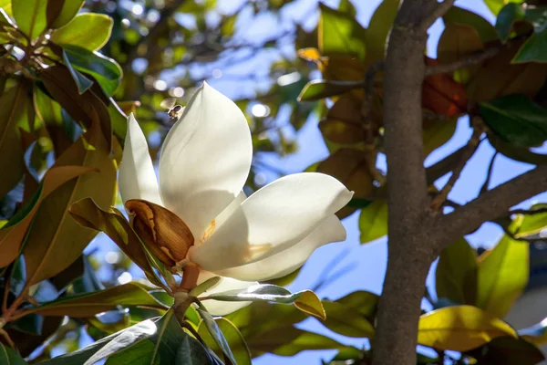 Kwiat Magnolii Bliska Rośliny Mieście Natura Hiszpanii Kwitnący Ogród Madrycie — Zdjęcie stockowe