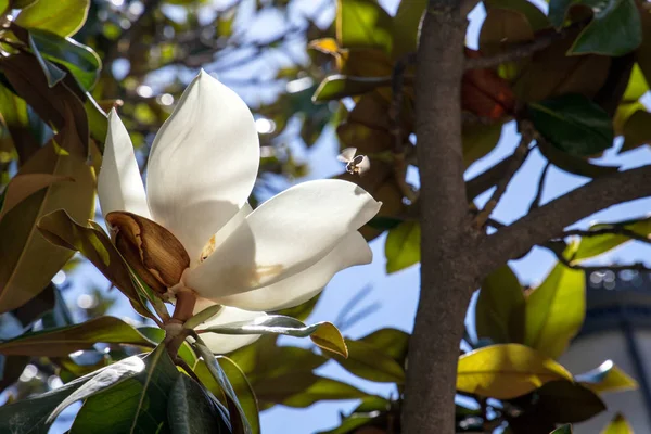 Kwiat Magnolii Bliska Rośliny Mieście Natura Hiszpanii Kwitnący Ogród Madrycie — Zdjęcie stockowe